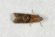 Bandlichtmot (Sciota adelphella), micro