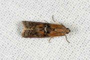 Bandlichtmot (Sciota adelphella), micro