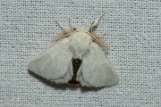 Bastaardsatijnvlinder / Brown-tail (Euproctis chrysorrhoea)