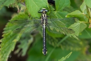 Beekrombout / Common Clubtail (Gomphus vulgatissimus)