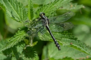 Beekrombout / Common Clubtail (Gomphus vulgatissimus)