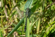 Beekrombout / Common Clubtail (Gomphus vulgatissimus)