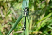 Beekrombout / Common Clubtail (Gomphus vulgatissimus)