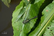 Beekrombout / Common Clubtail (Gomphus vulgatissimus)