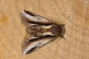 Berkenbrandvlerkvlinder / Lesser Swallow Prominent (Pheosia gnoma)