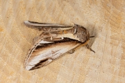 Berkenbrandvlerkvlinder / Lesser Swallow Prominent (Pheosia gnoma)