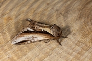 Berkenbrandvlerkvlinder / Lesser Swallow Prominent (Pheosia gnoma)