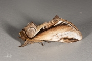 Berkenbrandvlerkvlinder / Lesser Swallow Prominent (Pheosia gnoma)