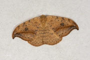 Berkeneenstaart / Pebble Hook-tip (Drepana falcataria)