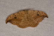 Berkeneenstaart / Pebble Hook-tip (Drepana falcataria)