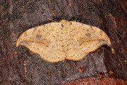 Berkeneenstaart / Pebble Hook-tip (Drepana falcataria)