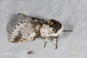 Berkenhermelijnvlinder / Alder Kitten (Furcula bicuspis)