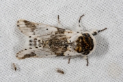 Berkenhermelijnvlinder / Alder Kitten (Furcula bicuspis)