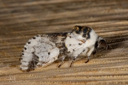 Berkenhermelijnvlinder / Alder Kitten (Furcula bicuspis)