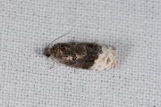 Berkenmarmerbladroller (Apotomis betuletana), micro