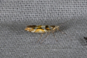 Berkenpedaalmot / Bronze Alder Moth (Argyresthia goedartella), micro