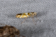 Berkenpedaalmot / Bronze Alder Moth (Argyresthia goedartella), micro