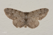 Berkenspikkelspanner / Grey Birch (Aethalura punctulata)