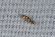 Berkenvouwmot / Red Birch Midget (Phyllonorycter ulmifoliella), micro