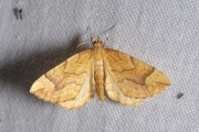 Bessentakvlinder / Spinach (Eulithis mellinata)