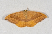 Beukeneenstaart / Barred Hook-tip (Watsonalla cultraria)