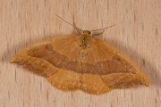 Beukeneenstaart / Barred Hook-tip (Watsonalla cultraria)