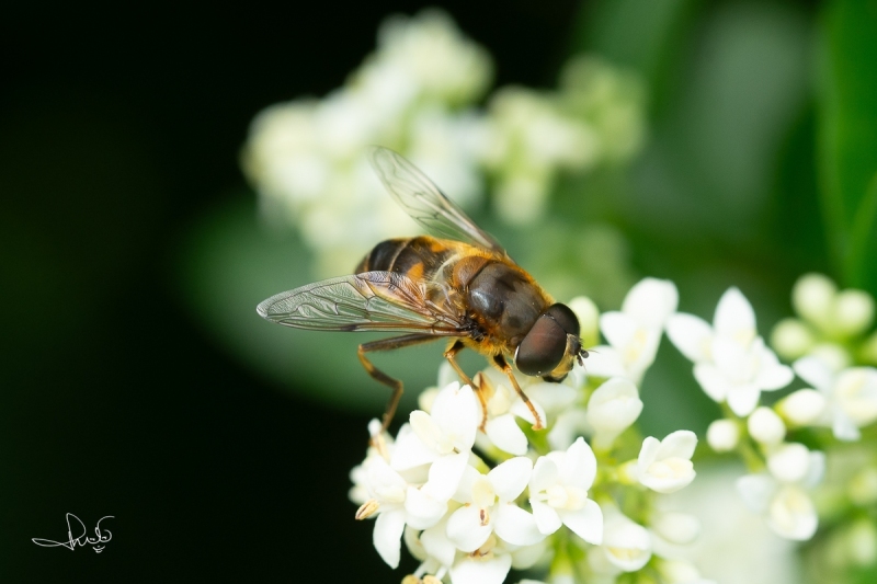 Kegelbijvlieg / Tapered Drone Fly (Eristalis pertinax)