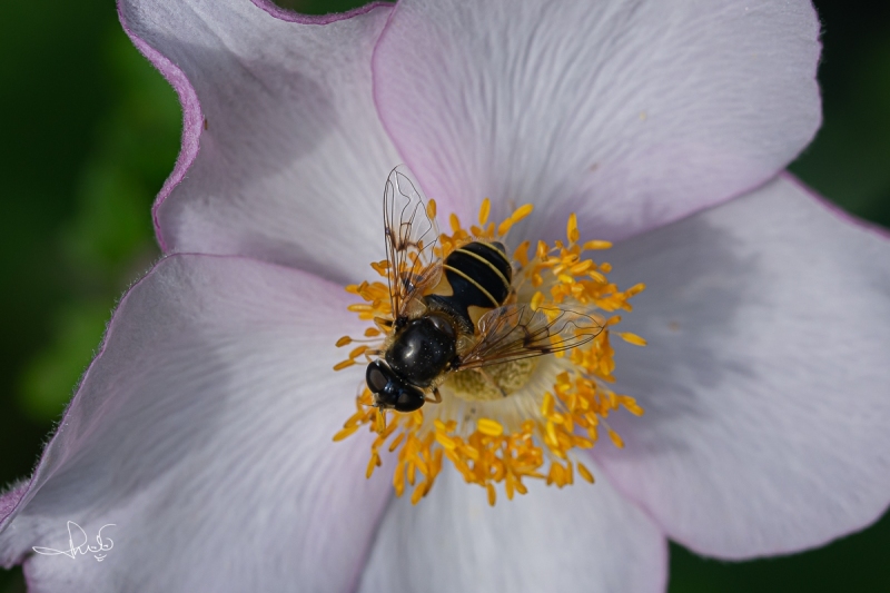 Bosbijvlieg / Stripe-winged Drone Fly (Eristalis horticola)