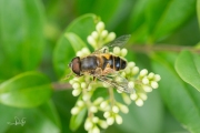 Onvoorspelbare bijvlieg / Glass-winged Drone Fly (Eristalis similis)