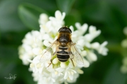 Puntbijvlieg / Stripe-faced Drone Fly (Eristalis nemorum)