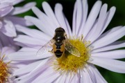 Kleine bijvlieg / Eurasian Drone Fly (Eristalis arbustorum)