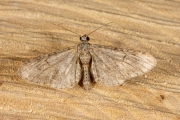 Bijvoetdwergspanner /  Angle-barred Pug (Eupithecia innotata)