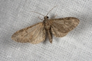 Bijvoetdwergspanner /  Angle-barred Pug (Eupithecia innotata)