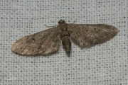 Bijvoetdwergspanner /  Angle-barred Pug (Eupithecia innotata)