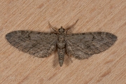 Bijvoetdwergspanner /  Angle-barred Pug (Eupithecia innotata)