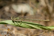 Blauwe breedscheenjuffer / White-legged Damselfly (Platycnemis pennipes)