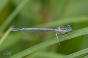 Blauwe breedscheenjuffer / White-legged Damselfly (Platycnemis pennipes)