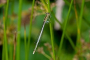 Blauwe breedscheenjuffer, vrouwtje / White-legged Damselfly, female (Platycnemis pennipes)