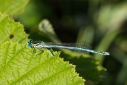 Blauwe breedscheenjuffer, mannetje / White-legged Damselfly, male (Platycnemis pennipes)