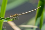 Blauwe breedscheenjuffer / White-legged Damselfly (Platycnemis pennipes)