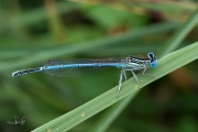 Blauwe breedscheenjuffer, mannetje / White-legged Damselfly, male (Platycnemis pennipes)