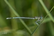 Blauwe breedscheenjuffer / White-legged Damselfly (Platycnemis pennipes)