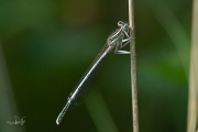 Blauwe breedscheenjuffer / White-legged Damselfly (Platycnemis pennipes)