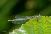 Blauwe breedscheenjuffer / White-legged Damselfly (Platycnemis pennipes)