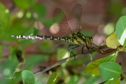 Blauwe glazenmaker / Blue Hawker (Aeshna cyanea)