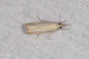 Blauwooggrasmot (Agriphila straminella), micro