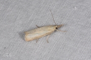 Blauwooggrasmot (Agriphila straminella), micro