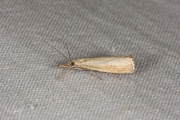 Blauwooggrasmot (Agriphila straminella), micro