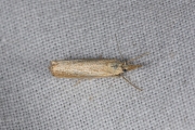 Blauwooggrasmot (Agriphila straminella), micro