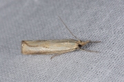 Blauwooggrasmot (Agriphila straminella), micro